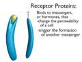 Cell membrane animation