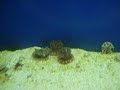 Sea urchins Sea urchins