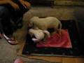Dogo Argentino video