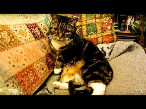 'camouflaged - A day old Chick escaped, I feared the worst when I saw the Oscar the Cat was in the same room, then I saw the Chick... It has developed a method to hide from...