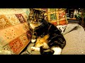 Camouflaged Chick - animals, bird, camouflage, cat, chick, chicken, pets