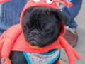 Pug Halloween