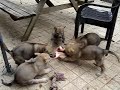 mes chiens loups tchecoslovaques
