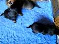 Border Terrier video