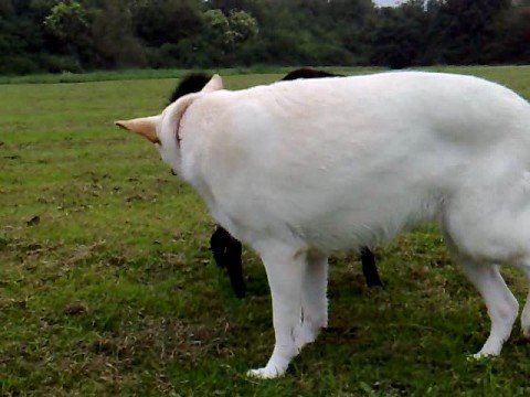 canaan dog and germam sheperd