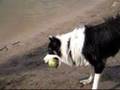 Ace goes swimming!