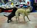 Cute Boogie and Gaja playing