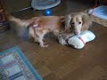 ダックスフンド