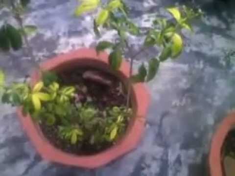 how to collect euphorbia seeds