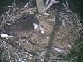 Barton Cove Bald Eagle Nest 2007