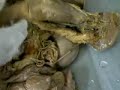 Medicina Facimed, Anatomia Sistema digest�rio pr�tica.