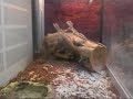 Newt tank Remodel