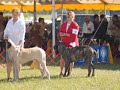 Mastiffs Old Dominion Kennel Club 09/30/2007