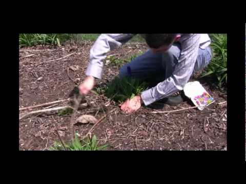how to fertilize daylilies
