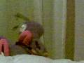 videos de trancas y barrancas version teto porno
