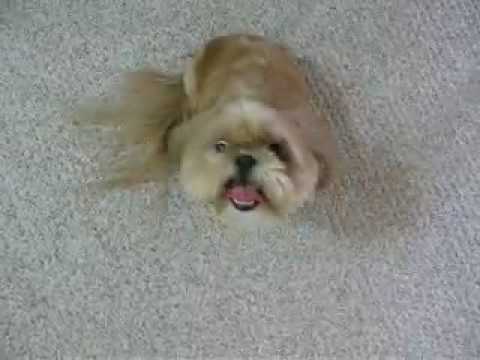 how to treat shih tzu fleas
