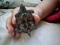 my turtle turd growing up!