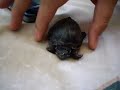 my turtle turd growing up!