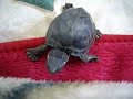 my turtle turd growing up!