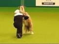 Crufts 2009 Heelwork to Music Finalist