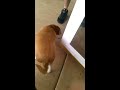 Funny Puppy
