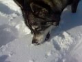 The Great Snow Eater