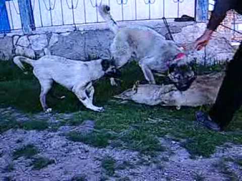 Kurt vs Kangal - kangal jr panzer kurt boğma. wolf die . KANGAL DOG ANATOLİAN dog . KİNG PANZER . KANGAL BOĞUŞU PİTBULL.