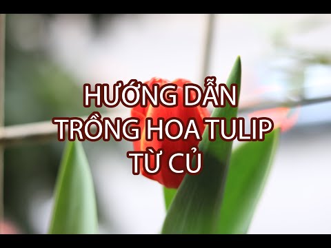 Hướng dẫn trồng hoa tulip