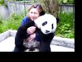 Panda at Wolong Panda at Wolong