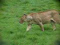 lions in Ngorongoro Crater