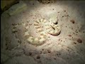 Cerastes digging itself in the sand