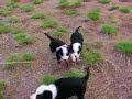 Ben & Pearl Pups Feb 24