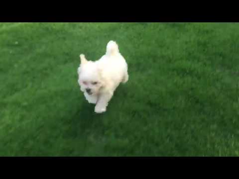 Bella is a beautiful puppy who is very social and friendly