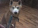 柴犬動画