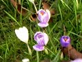 De hommel De hommel