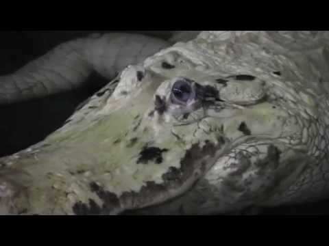 YouTube reptile video