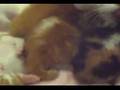 the cutest thing in the world is new born kittens!!!