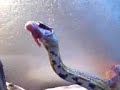 Corn snake eating newborn mouse ALIVE! Corn snake eating newborn mouse ALIVE!