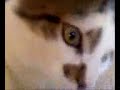 Dexter