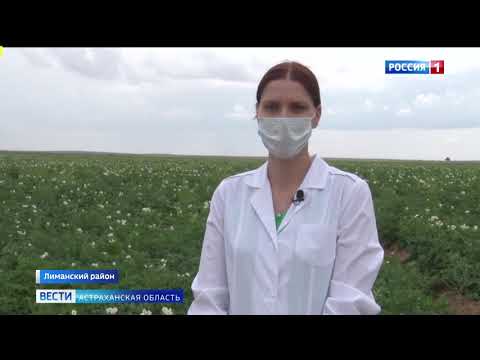 Россельхознадзор проверяет посевы картофеля в Астраханской области