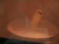 Marshmellow Meltman Marshmellow Meltman