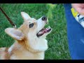 I Wanna Be a Dog