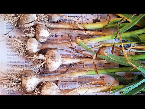 how to plant hens and chicks