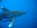 Longimanus Shark in the Red Sea - Brothers Islands