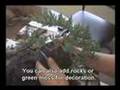 How to make a Bonsai Tree