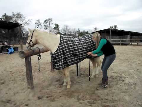 how to fasten a horse rug