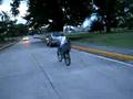 videos de Pomponcitas 36
