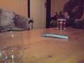 Buschishot