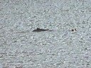 Hunter River large reptile sighting