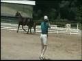 videos de CF Radison, High Silver Premium Colt